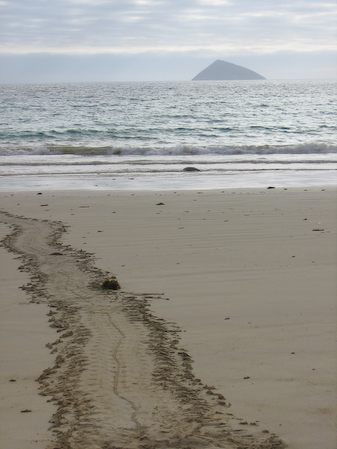turtle_tracks