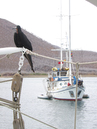 frigate_bird_on_sagitta