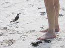 mockingbird_toes_2