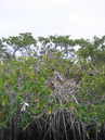 pelican_nest_in_mangrove