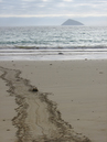 turtle_tracks