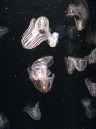 20080313_IMG_0408