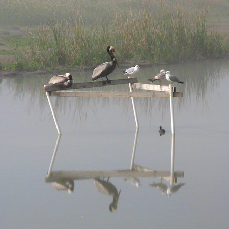 Birds_on_Frame