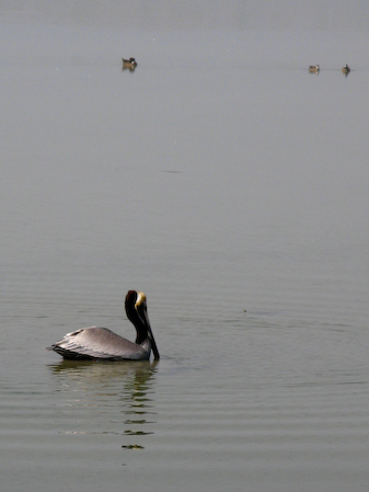 Swimming_Pelican
