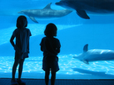 20080313_Aidan_Elowen_porpoises