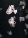 20080313_IMG_0408