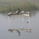 Birds_on_Frame