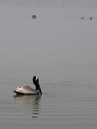 Swimming_Pelican