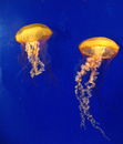 Yellow_Jellies