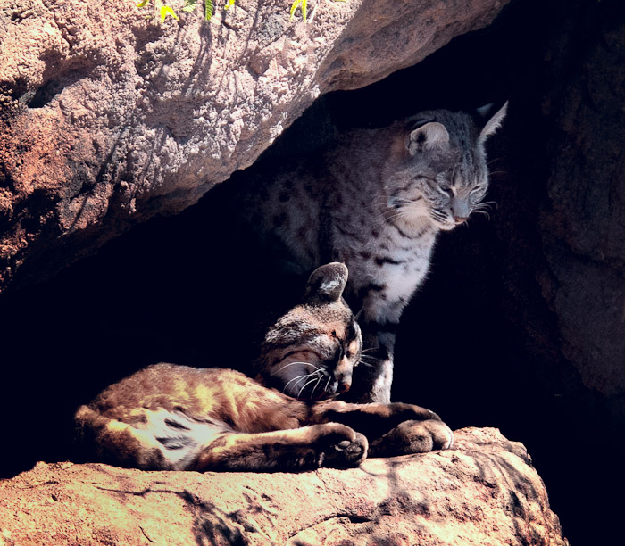 Bobcats