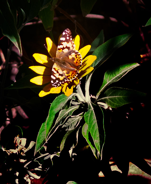 Butterfly on DYC