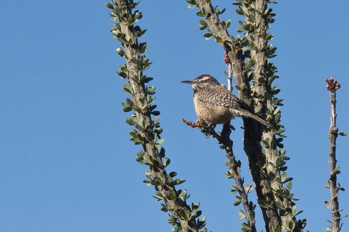 Cactus Wren on Ocotillo