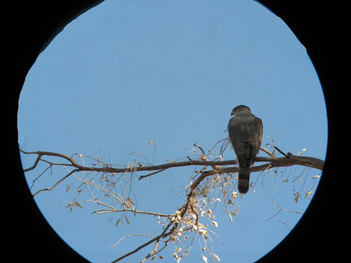 Cooper's Hawk in Scope