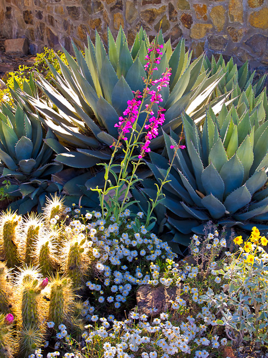 Desert Flowers