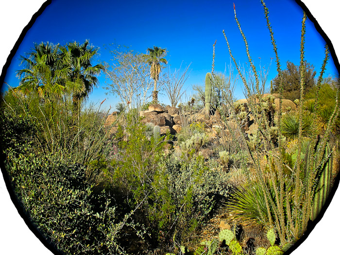 Desert Foliage