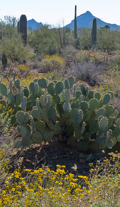 Desert Landscape (vert)