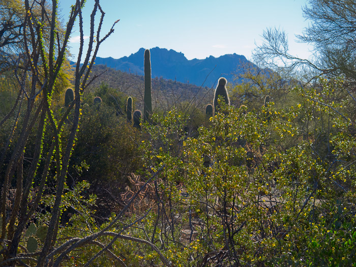 Desert into the Sun