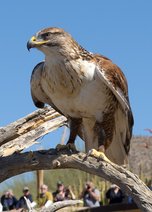 Ferruginous Hawk