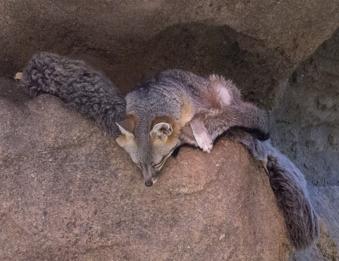 Foxes