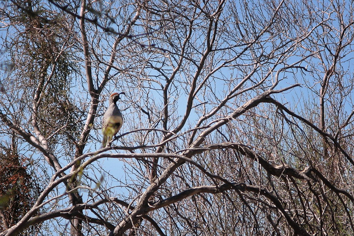Gambel's Quail