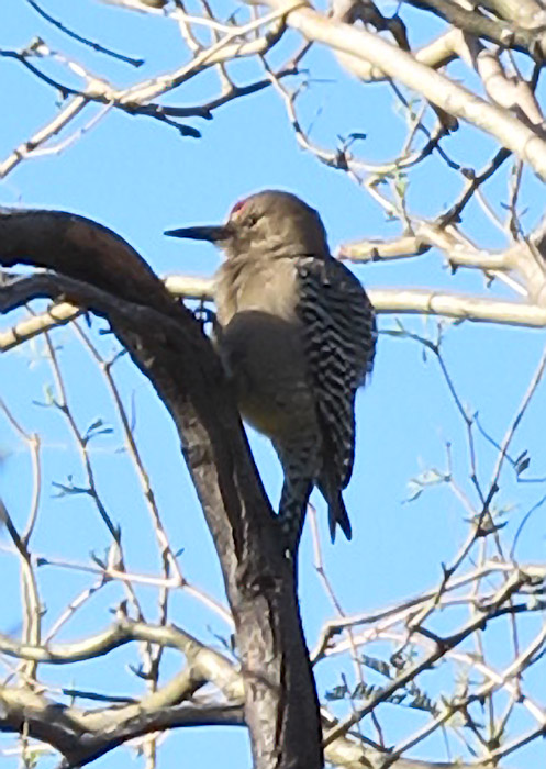 Gila Woodpecker
