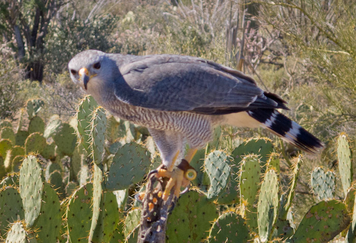 Grey Hawk