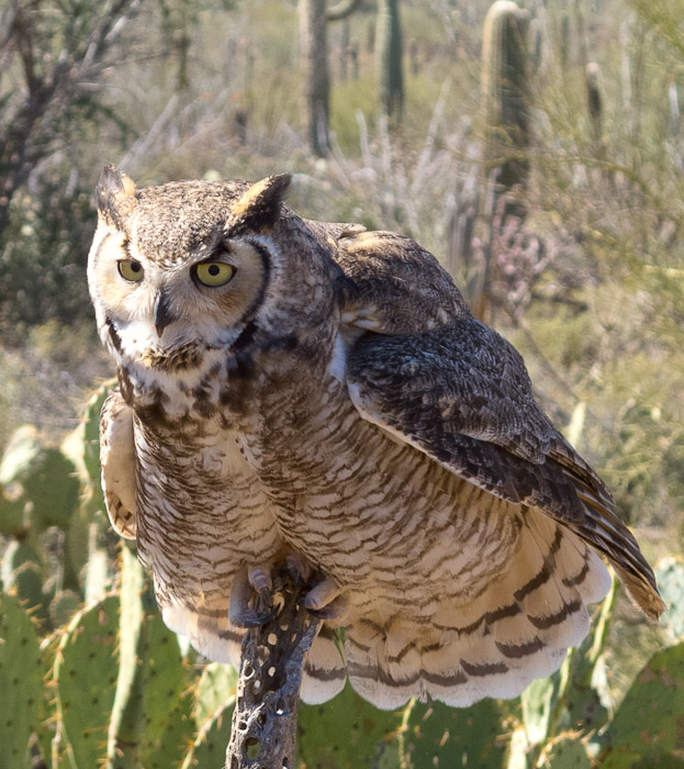 Horned Owl