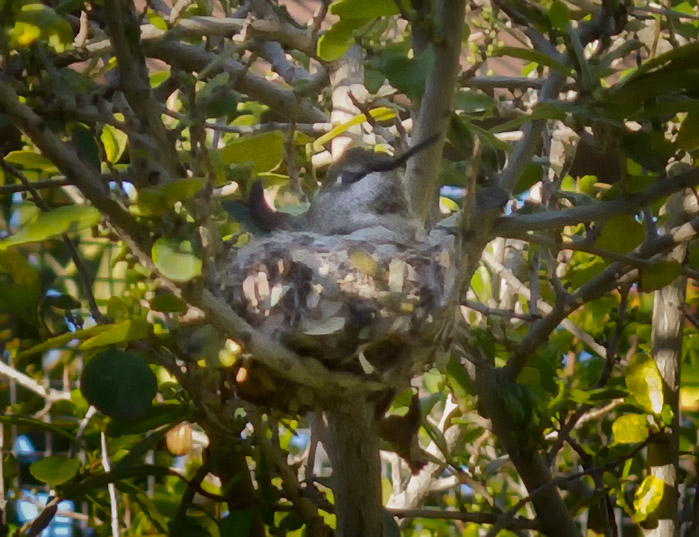 Hummingbird on Nest