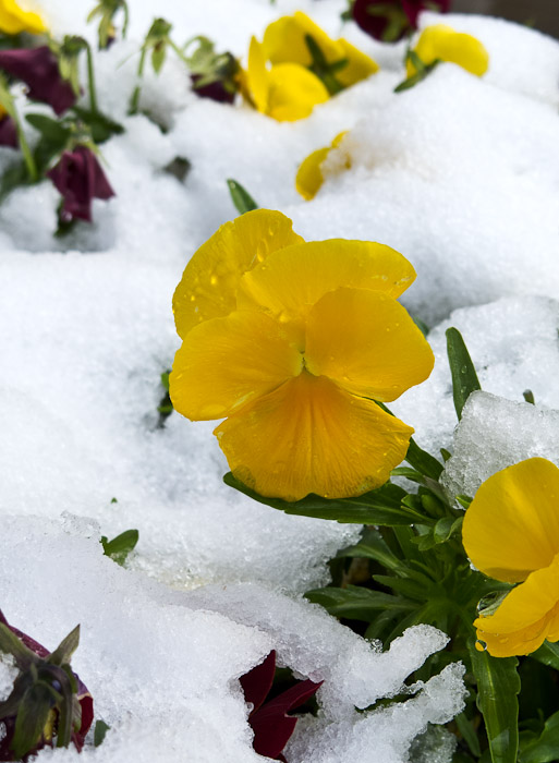 Pansies in Snow