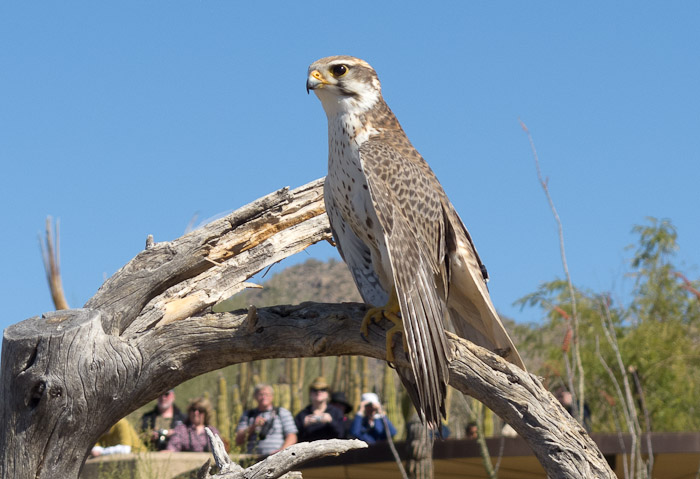 Prairie Falcon