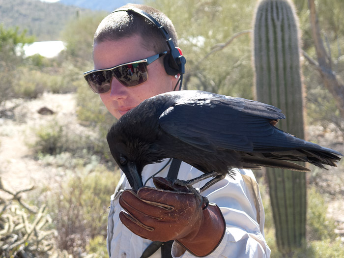Raven w handler