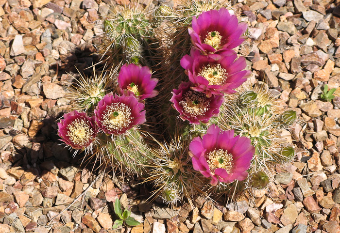 Tucson, blooming cactus