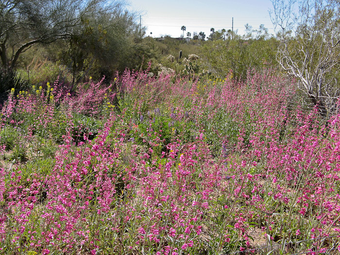Tucson, desert wildflowers