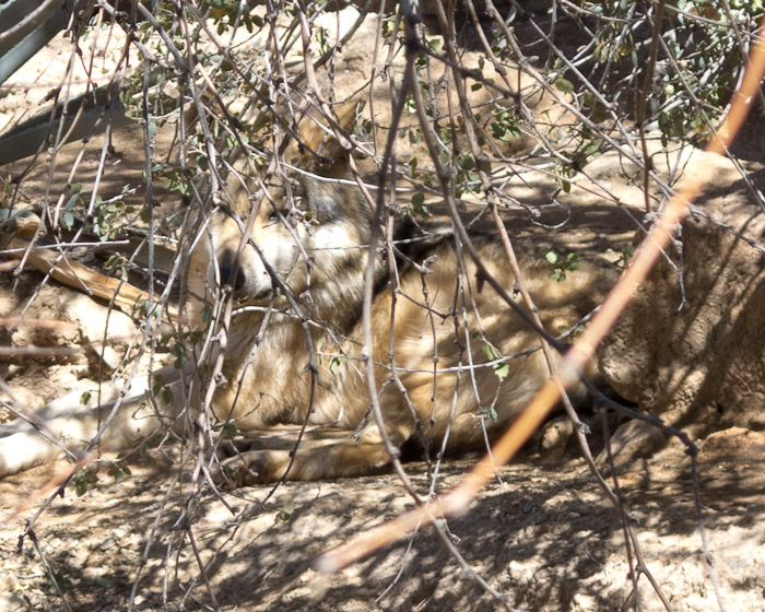 Wolf in Brush