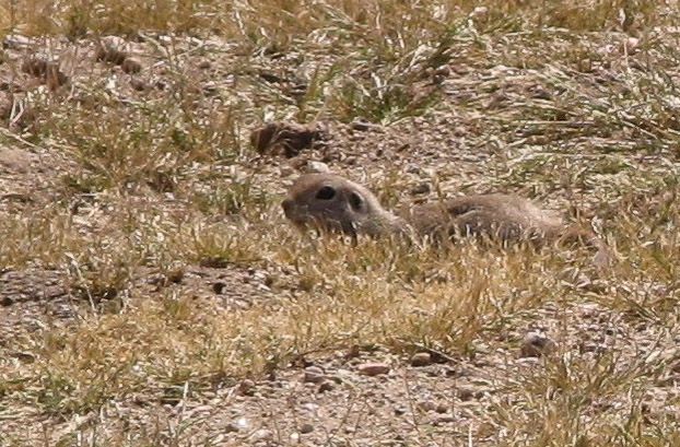 prairie dog in wash