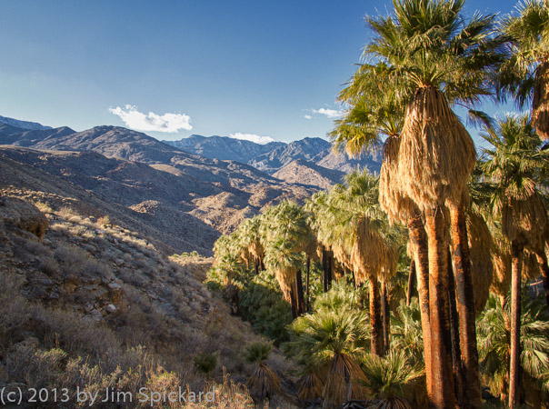 Palms & Hillside